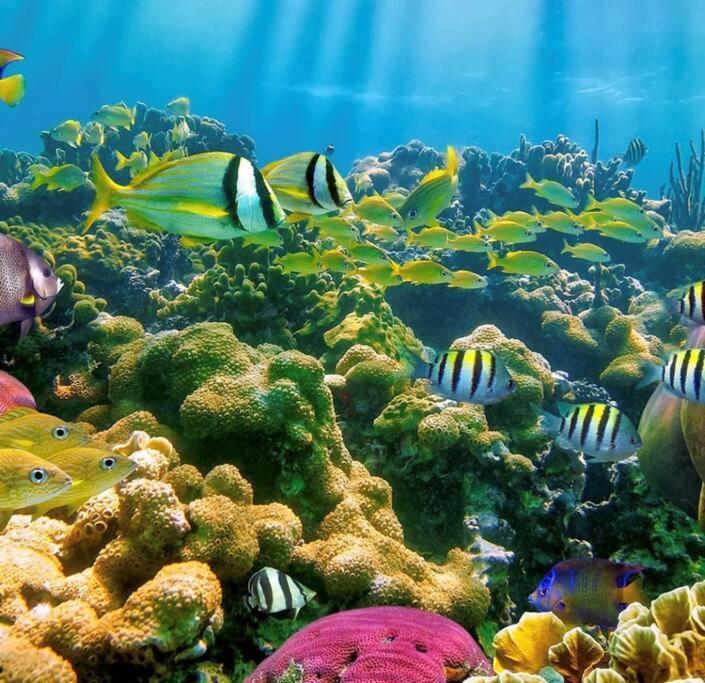 Apartmán Cocon Tropical Vieux-Habitants Exteriér fotografie